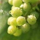 Floriane Eznack, l'œnologue de la maison Jacquart veille aux assemblages