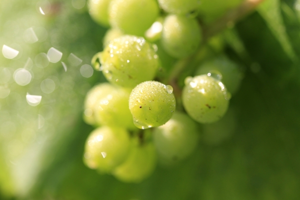 Floriane Eznack, l'œnologue de la maison Jacquart veille aux assemblages