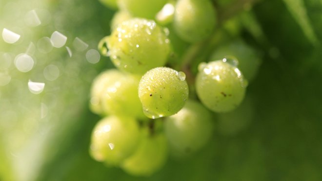 Floriane Eznack, l'œnologue de la maison Jacquart veille aux assemblages