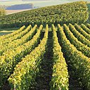 Les vignes en plein cœur de la Champagne