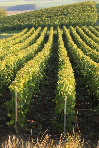 Les vignes en plein cœur de la Champagne