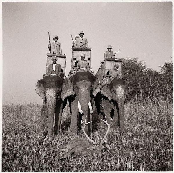 Chasse enturbannée à dos d'éléphants