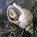 L’environnement marin sableux de la baie de Granville préserve le bulot d’un éventuel « goût de vase ».