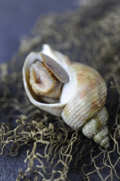 L’environnement marin sableux de la baie de Granville préserve le bulot d’un éventuel « goût de vase ».