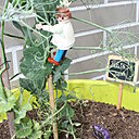 La plantation de petits pois de la  lauréate junior de l’édition précédente