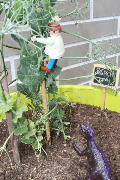 La plantation de petits pois de la  lauréate junior de l’édition précédente