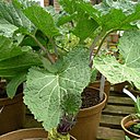 Plantes à vendre Plantes à vendre