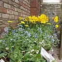 Myosotis & Narcisses Myosotis & Narcisses