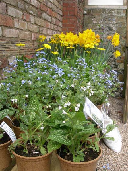 Myosotis & Narcisses