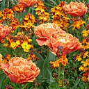 Tulipes et Giroflées Tulipes et Giroflées