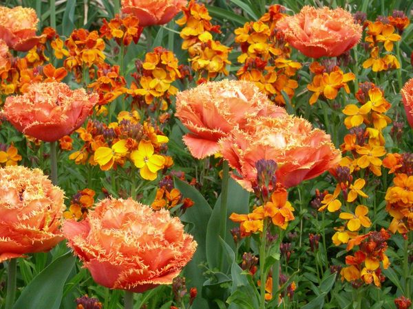 Tulipes et Giroflées