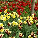 Tulipes & Narcisses Tulipes & Narcisses