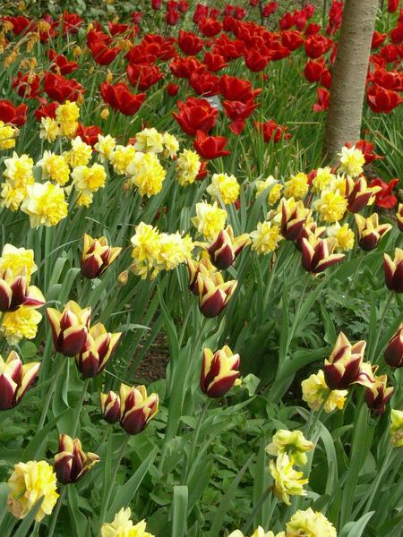 Tulipes & Narcisses