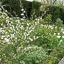 Jardin blanc Jardin blanc