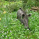 Sculpture d'un sanglier Sculpture d'un sanglier