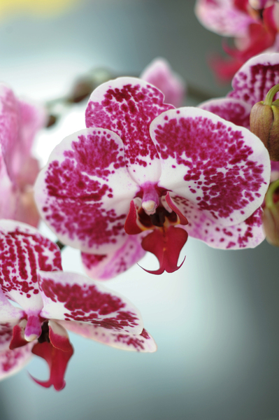 Le phalaenopsis dont les pétales rappellent les ailes des papillons