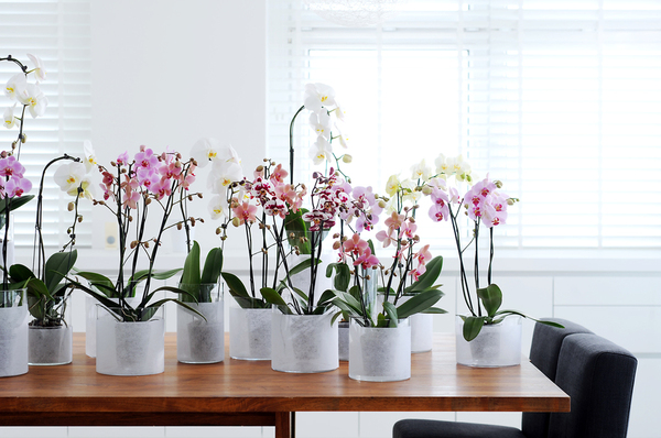 La famille des orchidées est la plus riche et la plus variée du monde végétal.