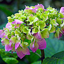 L’inflorescence arrondie d’un hortensia