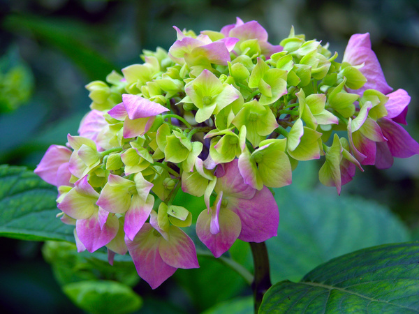 L’inflorescence arrondie d’un hortensia