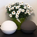 Urne en sel et terre, recyclables…et bouquet de chrysanthèmes!