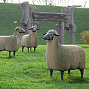 Les moutons des Lalanne affectionnent l’herbe du jardin