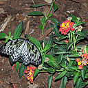 Papillons en liberté