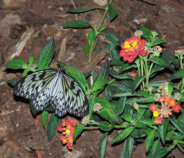 Papillons en liberté