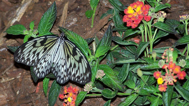 Papillons en liberté Papillons en liberté