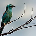 Photo de Joël Crétal/Jinjel