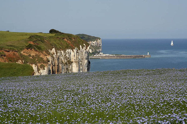 Champs de lin en fleur