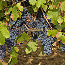 Le domaine possède différents cépages: cinsault et grenache pour le rosé, syrah, cabernet, grenache et mourvèdre pour le rouge. Le blanc est réalisé avec des cépages rolle, sémillon et ugni blanc.