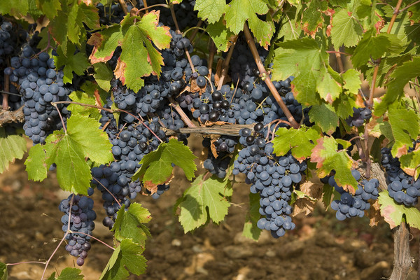 Le domaine possède différents cépages: cinsault et grenache pour le rosé, syrah, cabernet, grenache et mourvèdre pour le rouge. Le blanc est réalisé avec des cépages rolle, sémillon et ugni blanc.