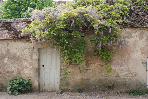 Seules quelques tailles en saison sont nécessaires à l’entretien de la grimpante.
