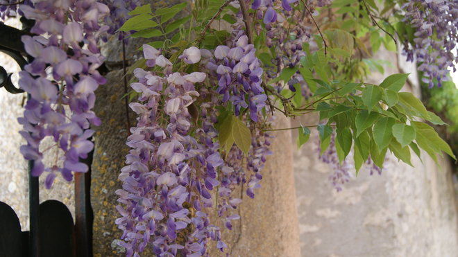 Pensez à la protection naturelle et végétale, comme la Glycine.