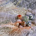 Ina Georgetta Stastescu