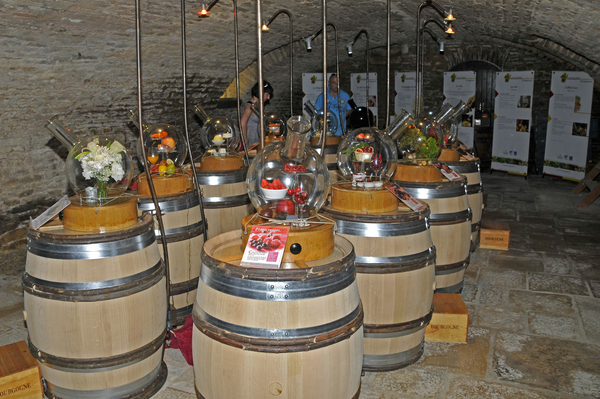 Animations et visites des caves et chais