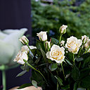 La Maison Gardet a fait appel aux services de la célèbre société de rosiers allemands  W.Kordes Söhne pour donner naissance à la rose La Perla de Gardet