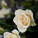 La rose La Perla de Gardet