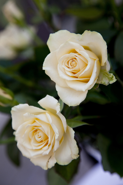 La rose La Perla de Gardet