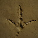 Trace de patte d'oiseau. Mais lequel? Trace de patte d'oiseau. Mais lequel?