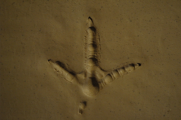 Trace de patte d'oiseau. Mais lequel?