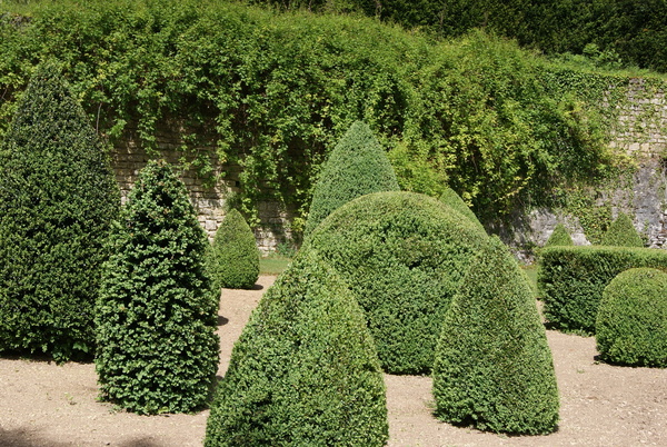 Les buis forment un original ensemble sur lequel le rosier « Kiftsgate » - au second plan -garde toujours un œil