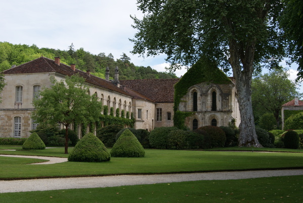Le platane trône au milieu de la grande cour centrale de l’abbaye