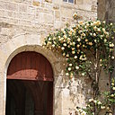 Le rosier grimpant « Lady Hillingdon » orne la porte du scriptorium