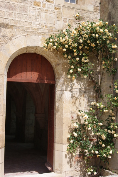 Le rosier grimpant « Lady Hillingdon » orne la porte du scriptorium