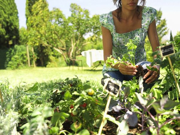 Etiqueter soigneusement chaque variété afin d’éviter tout mélange de couleur et toute erreur d’identification au moment de la mise en place.