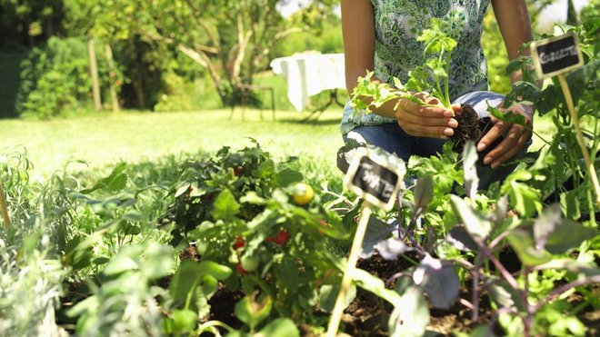 Etiqueter soigneusement chaque variété afin d’éviter tout mélange de couleur et toute erreur d’identification au moment de la mise en place. Etiqueter soigneusement chaque variété afin d’éviter tout mélange de couleur et toute erreur d’identification au moment de la mise en place.