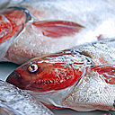 Chez votre poissonnier, choisissez-le brillant, avec des couleurs vives, l’œil bombé et la chair ferme.