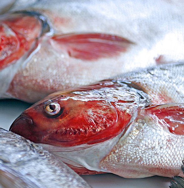 Chez votre poissonnier, choisissez-le brillant, avec des couleurs vives, l’œil bombé et la chair ferme.