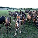 Troupeau de chèvres berrichonnes